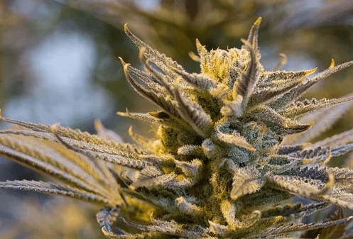 Consumption of medical marijuana